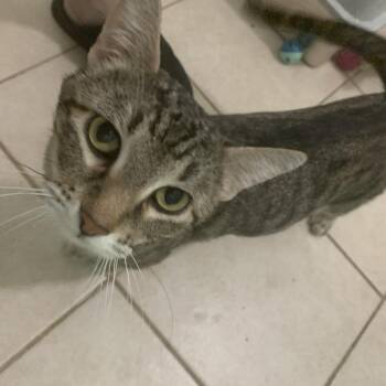 Lackland -  Domestic Short Hair Cat for Adoption in San Antonio, Texas - Lackland | PetCurious