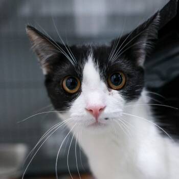 Rescue Domestic Short Hair Cats for Adoption in Bradenton, Florida - Zoodles | PetCurious