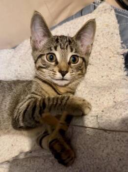 Rescue Domestic Short Hair Cats for Adoption in Port Chester, New York - Sweetpea | PetCurious