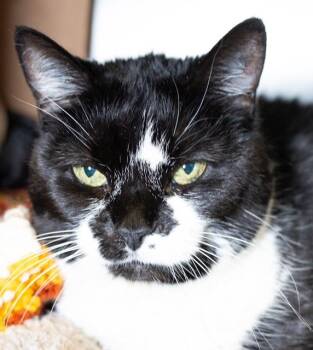 Domestic Medium Hair Cats Available for Adoption in Boston, Massachusetts - DESTINY | PetCurious