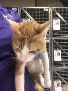 NUGGET -  Domestic Short Hair Cat for Adoption in Conroe, Texas - NUGGET | PetCurious