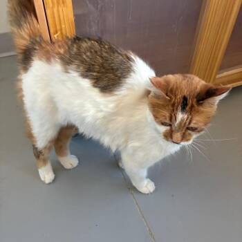 Ms. T -  American Shorthair Cat for Adoption in Torrey, Utah - Ms. T | PetCurious