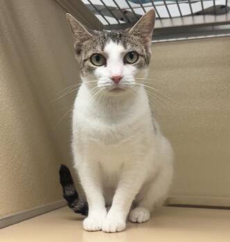 Wonkie -  Domestic Short Hair Cat for Adoption in Kearneysville, West Virginia - Wonkie | PetCurious