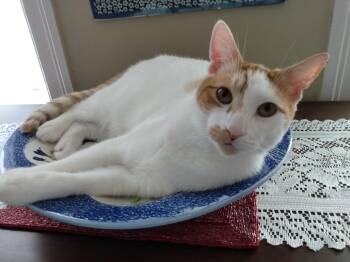 Rescue Domestic Short Hair Cats for Adoption in Fairfax, Virginia - Bramble | PetCurious