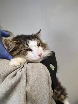 Domestic Long Hair Cats Available for Adoption - Forsynthia | PetCurious