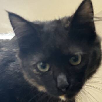 Rescue Domestic Medium Hair Cats for Adoption in Pleasanton, California - Paty | PetCurious