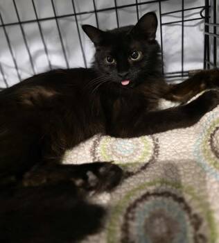 Rescue Domestic Long Hair Cats for Adoption in Terrebonne, Quebec - Nera | PetCurious