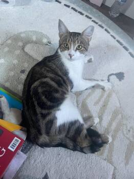 Cooper -  Domestic Short Hair Cat for Adoption in Enfield, Connecticut - Cooper | PetCurious