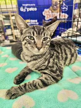 Rescue Domestic Short Hair Cats for Adoption in East Orange, New Jersey - Blitzen | PetCurious