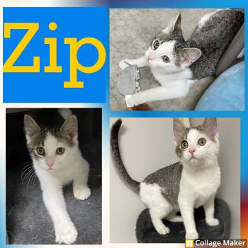Rescue Domestic Short Hair Cats for Adoption in Clearfield, Pennsylvania - Zip | PetCurious