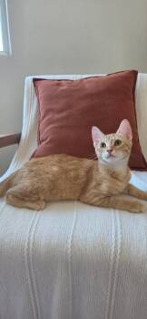 Tanner 5100 -  Domestic Short Hair Cat for Adoption in Bonsall, California - Tanner 5100 | PetCurious