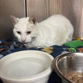 Blizzard -  Domestic Medium Hair and Mixed Breed Cat for Adoption in Ashtabula, Ohio - Blizzard | PetCurious
