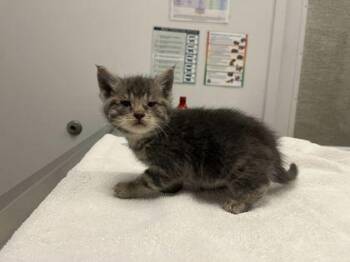 Dryer Lint -  Domestic Short Hair Cat for Adoption in Kansas City, Missouri - Dryer Lint | PetCurious
