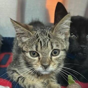Ivy -  Domestic Medium Hair Cat for Adoption in Knoxville, Tennessee - Ivy | PetCurious