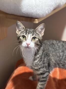 Domestic Short Hair Cats Available for Adoption in Dallas, Texas - Glimmerhex | PetCurious