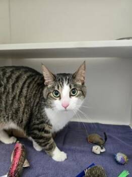 Harry -  Domestic Short Hair Cat for Adoption in Harbor Springs, Michigan - Harry | PetCurious