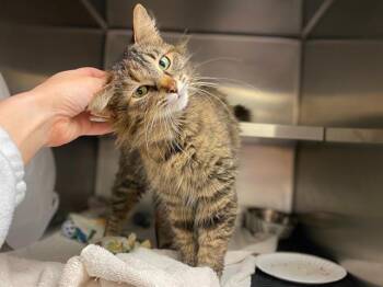 Domestic Medium Hair Cats Available for Adoption in Fort Wayne, Indiana - QUEEN | PetCurious