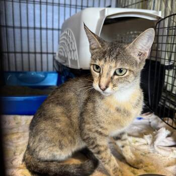 Bubble Gum -  Domestic Short Hair Cat for Adoption in Fairfax Station, Virginia - Bubble Gum | PetCurious