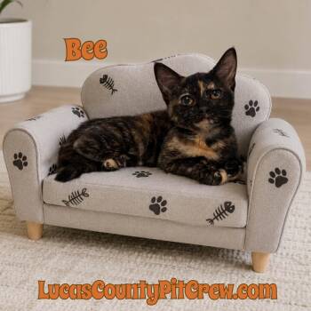 Bee -  Tortoiseshell and Domestic Short Hair Cat for Adoption in Toledo, Ohio - Bee | PetCurious