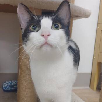 Gordon -  Domestic Short Hair Cat for Adoption in Corpus Christi, Texas - Gordon | PetCurious