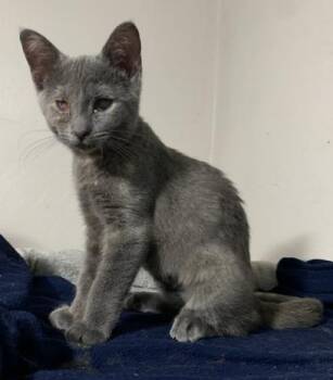 Mavis -  Domestic Short Hair Cat for Adoption in Battle Creek, Michigan - Mavis | PetCurious