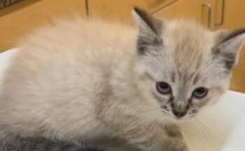 WONTON -  Siamese Cat for Adoption in Elizabethton, Tennessee - WONTON | PetCurious