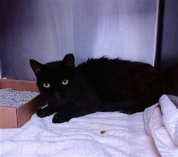 Rescue Domestic Short Hair Cats for Adoption in Albuquerque, New Mexico - PANTHER | PetCurious