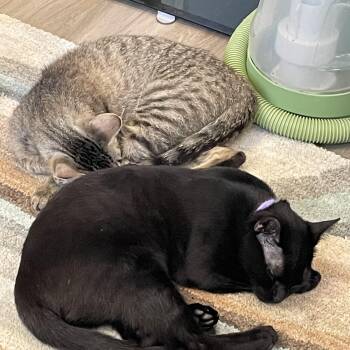 Domestic Short Hair Cats Available for Adoption - Acorn & Pinecone | PetCurious