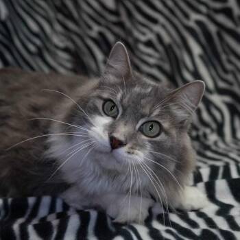 Sabre -  Domestic Medium Hair Cat for Adoption in Wheaton, Illinois - Sabre | PetCurious