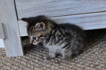 Rescue Domestic Short Hair Cats for Adoption in Philadelphia, Pennsylvania - Athena | PetCurious