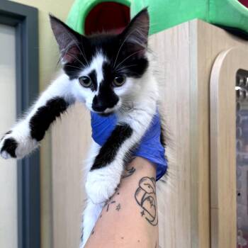 Yapper -  Domestic Short Hair Cat for Adoption in Philadelphia, Pennsylvania - Yapper | PetCurious