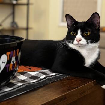 Rescue Domestic Short Hair Cats for Adoption in Springfield, Oregon - Thelma | PetCurious