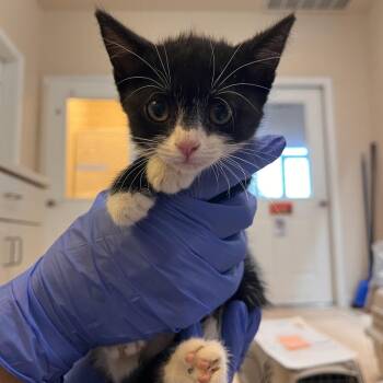Honeycomb -  Domestic Short Hair Cat for Adoption in Kanab, Utah - Honeycomb | PetCurious