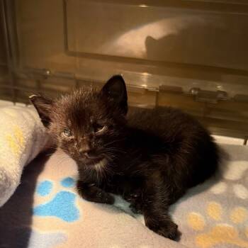 Rescue Domestic Short Hair Cats for Adoption in South Elgin, Illinois - Bear Bear | PetCurious