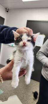 BlueEyed Grass -  American Shorthair Cat for Adoption in Van Wert, Ohio - BlueEyed Grass | PetCurious