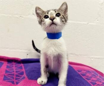 POKEY -  Domestic Short Hair Cat for Adoption in Brentwood, Missouri - POKEY | PetCurious