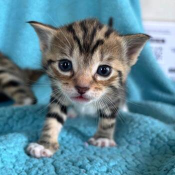 Jack -  Domestic Short Hair Cat for Adoption in Smithville, Tennessee - Jack | PetCurious