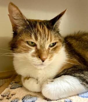 Calico and Domestic Short Hair Cats Available for Adoption in Vaughan, Ontario - Mable *solo Kitty | PetCurious