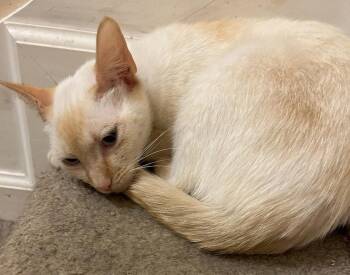 Jocelyn -  Siamese and Domestic Short Hair Cat for Adoption in Nashville, Tennessee - Jocelyn | PetCurious