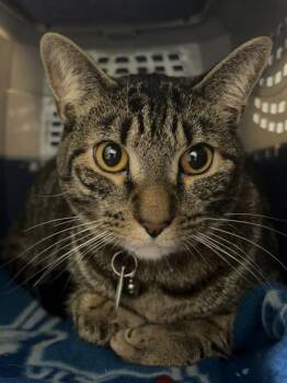 Pepper -  Domestic Short Hair Cat Available for Adoption in West Chester, Pennsylvania - Pepper | PetCurious