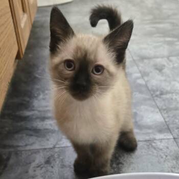 Clay -  Domestic Short Hair and Siamese Cat for Adoption in Lyle, Minnesota - Clay | PetCurious