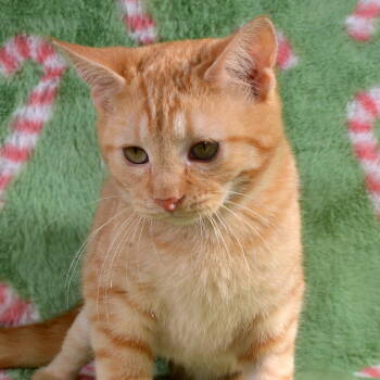 Rescue Domestic Short Hair and Tabby Cats for Adoption in Traverse City, Michigan - Clover | PetCurious