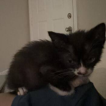 Paleta -  Domestic Short Hair Cat for Adoption in San Antonio, Texas - Paleta | PetCurious