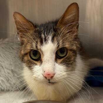 Rascal -  Domestic Medium Hair Cat for Adoption in Nashville, Tennessee - Rascal | PetCurious
