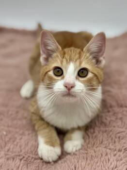 Duct Tape -  Domestic Short Hair Cat for Adoption in Covington, Louisiana - Duct Tape | PetCurious