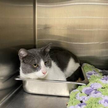 Rescue Domestic Short Hair Cats for Adoption in Windsor, Virginia - Squash | PetCurious