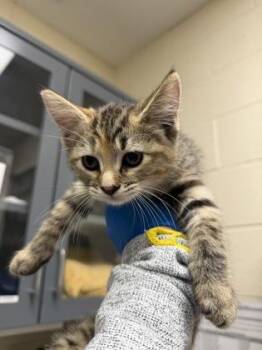 Opuura -  Domestic Short Hair Cat for Adoption in Wichita, Kansas - Opuura | PetCurious