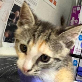 Sunflower (GRN) -  Domestic Short Hair Cat for Adoption in League City, Texas - Sunflower (GRN) | PetCurious
