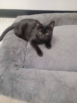 Dal -  Domestic Short Hair Cat for Adoption in Republic, Missouri - Dal | PetCurious