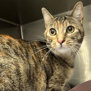 Asha -  Domestic Short Hair Cat for Adoption in Oak Park, Illinois - Asha | PetCurious